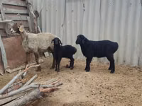 Sheep, Arashan sheep — photo 6