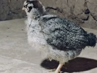 Chickens — photo 1
