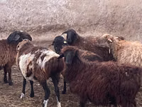 मेढ़ा, Kazakh fat-tailed coarsewool sheep — फ़ोटो 1