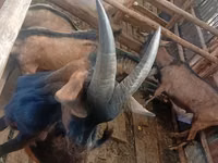 Mbuzi (kikundi, jinsia haijatajwa), Alpine goat — picha 3