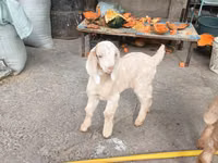 Mbuzi (kikundi, jinsia haijatajwa), Beetal goats — picha 6