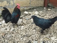 Chickens — foto 1