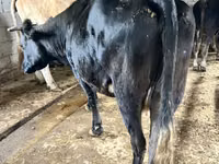 गाय, Simmental cattle — फ़ोटो 4