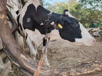 Kuh, Holstein-Rasse — Foto 7