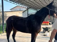 Farasi jike, French Trotter — picha 4