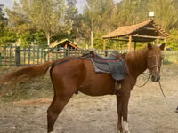 Farasi dume, Karabakh horse — picha 2