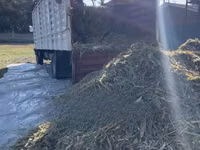 Loose Baby Corn Silage — picha 1