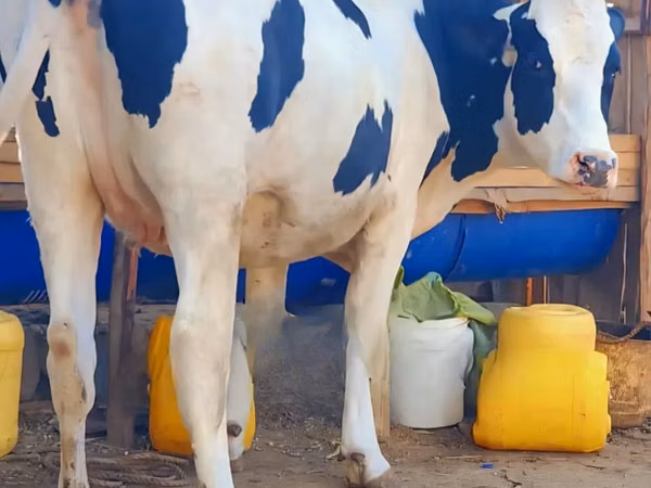 Ng'ombe jike, Banda la Holstein