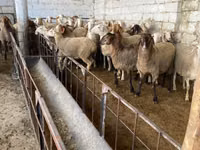 Kondoo jike, Awassi sheep — picha 1