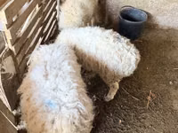 Ram, Sheep — photo 4