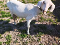 बकरी, Beetal goats — फ़ोटो 4