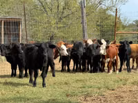 Cattle (batch, sex not specified), Hereford — photo 3