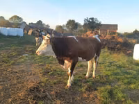 Ng'ombe jike, Simmental cattle — picha 2