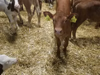 牛只（批次，未指定性别）, Simmental cattle — 照片 4