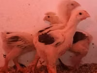 Chickens — 照片 2
