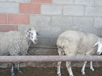母羊, Sheep — 照片 8