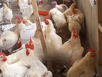 Turkeys — Foto 2