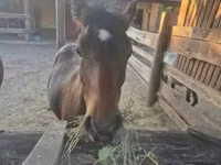 Farasi dume, Welsh Cob — picha 1