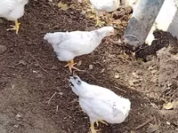 Chickens — الصورة 2
