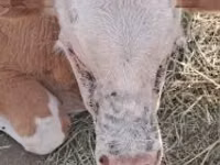 أبقار (دفعة، الجنس غير محدد), Simmental cattle — الصورة 1