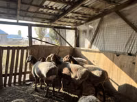 भेड़, Arashan sheep — फ़ोटो 5