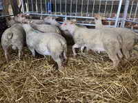 Kondoo jike, Charollais sheep — picha 1