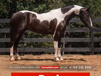 Farasi dume, Friesian — picha 1
