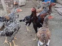 Australian Pit Game fowl — picha 5