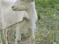 Mbuzi jike, Orenburg goat — picha 2