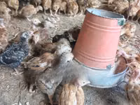 Shamo chickens — picha 2