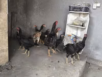 Chickens — foto 1