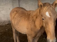 Horse (M), Russian Don — photo 2