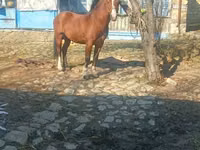 Farasi dume, Karabakh horse — picha 6