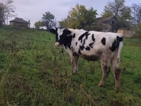 Kuh, Russian Black pied cattle — Foto 2