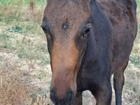 公马, Thoroughbred horse — 照片 2
