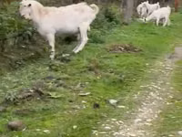 Mbuzi jike, Saanen goat — picha 1