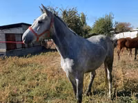 Caballo, Caballos — foto 4