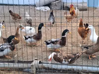 German Pekin — photo 1