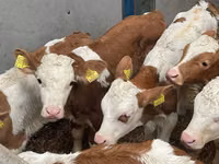Rinder (Partie, Geschlecht nicht angegeben), Simmental cattle — Foto 4