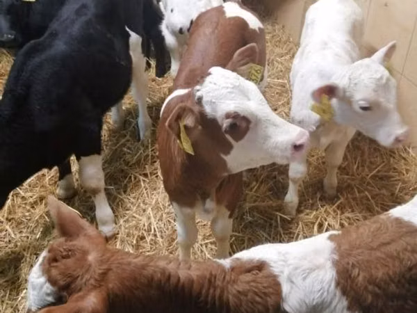 أبقار (دفعة، الجنس غير محدد), Simmental cattle