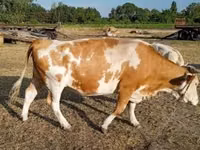 Ng'ombe jike, Simmental cattle — picha 6