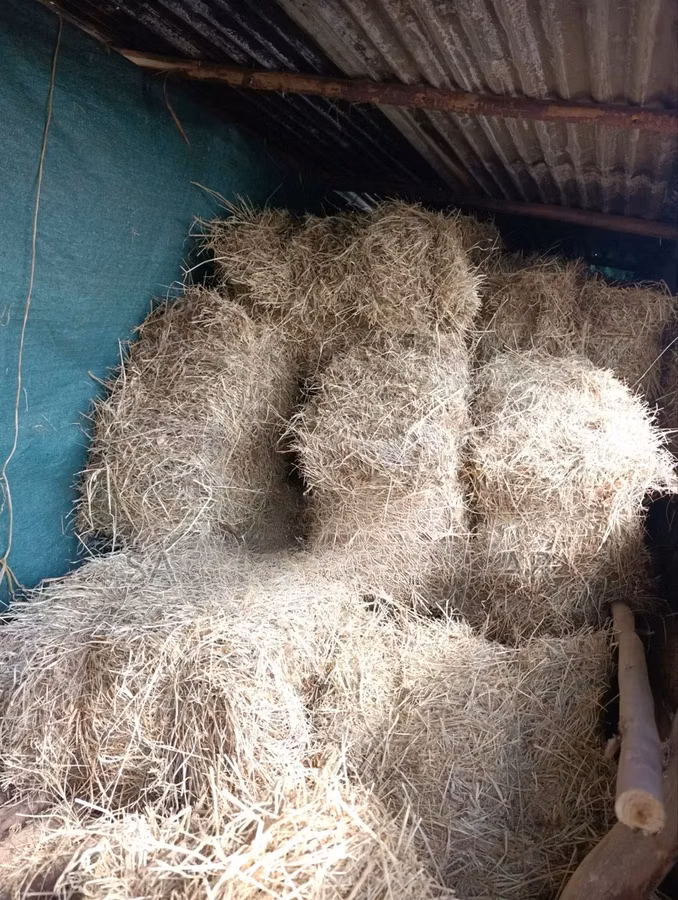 Boma Rhodes Grass Variety Square Bale of Dried Grass Hay