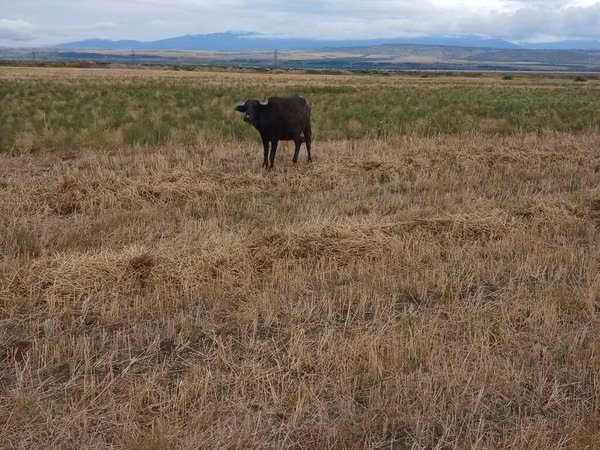 Cow, African Buffalo