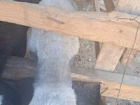 Ram, Sheep — photo 1