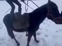 Caballo, Hungarian horse breed — foto 5