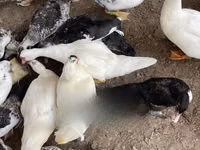 डोमेस्टिक मस्कोवी — फ़ोटो 2