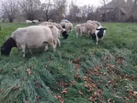Kondoo (kikundi, jinsia haijatajwa), Dorper sheep — picha 2