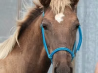 Caballo, Black Sea breed — foto 1