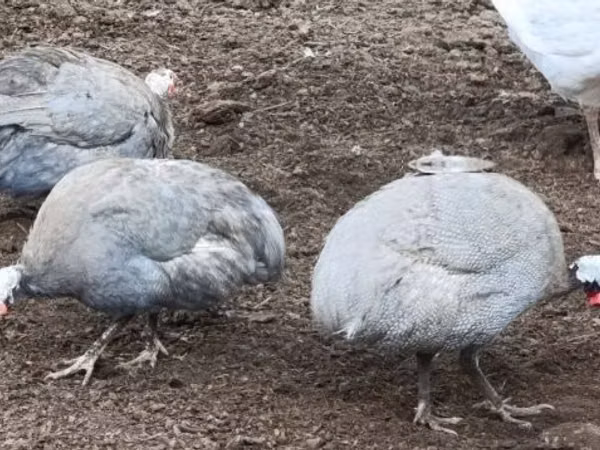 Lavendel