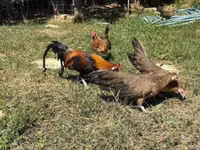 Danish hen — picha 1